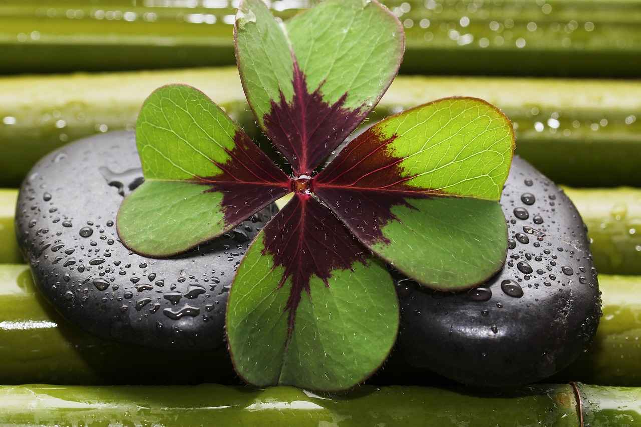 How to Begin Your Meditation Journey?
