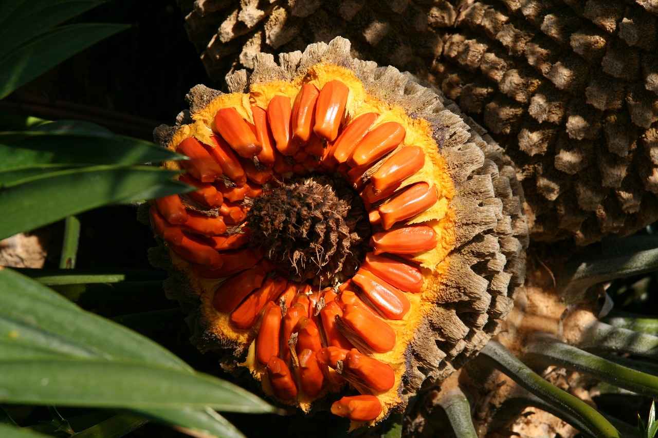 How Long Does It Take a Palm Tree to Grow? Understanding Growth Rates 2 How Fast Do Different Palm Tree Species Grow?