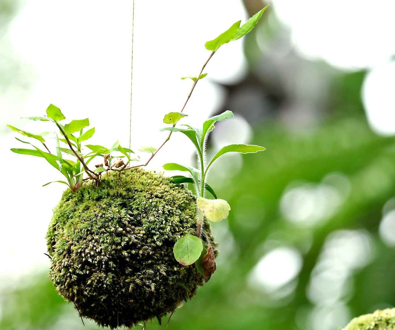 What Factors Influence Toenail Growth?