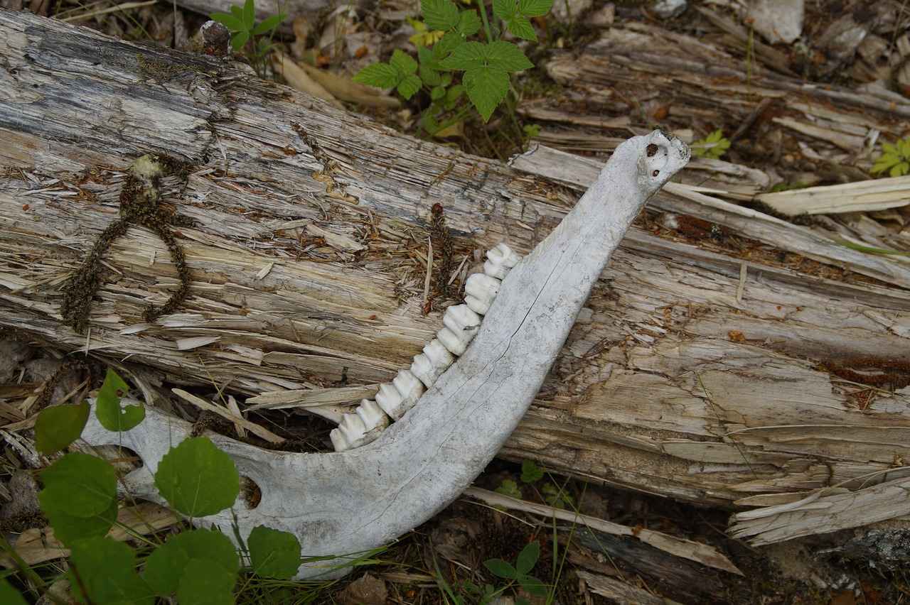 How Can You Expedite the Denture Process?