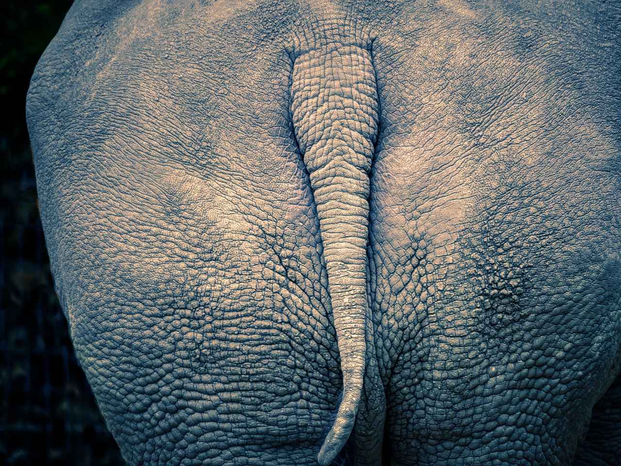 Tips from BBQ Experts on Resting Pork Butt