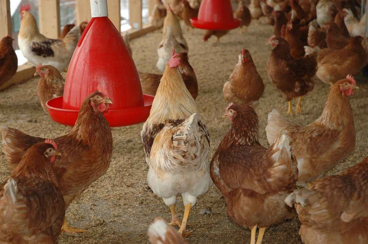 Why Reheating Smoked Chicken Properly Matters