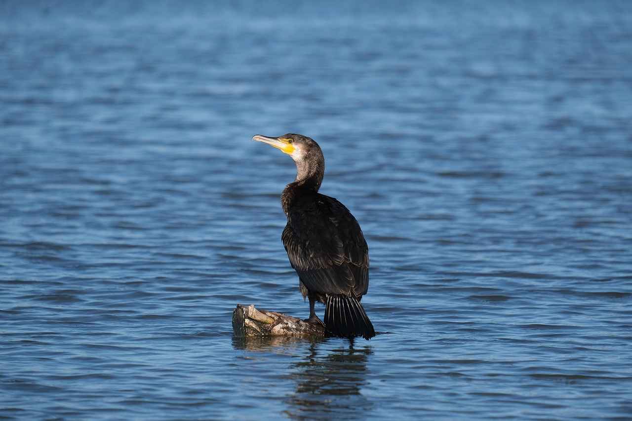 How Much Does It Cost to Do the Great Loop? A Budget Breakdown for Sailors How Much Does It Cost to Do the Great Loop? A Budget Breakdown for Sailors
