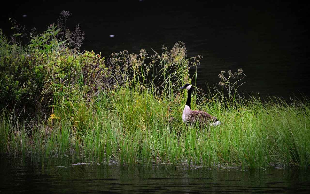 What Are the Transportation Costs Associated with Moving?