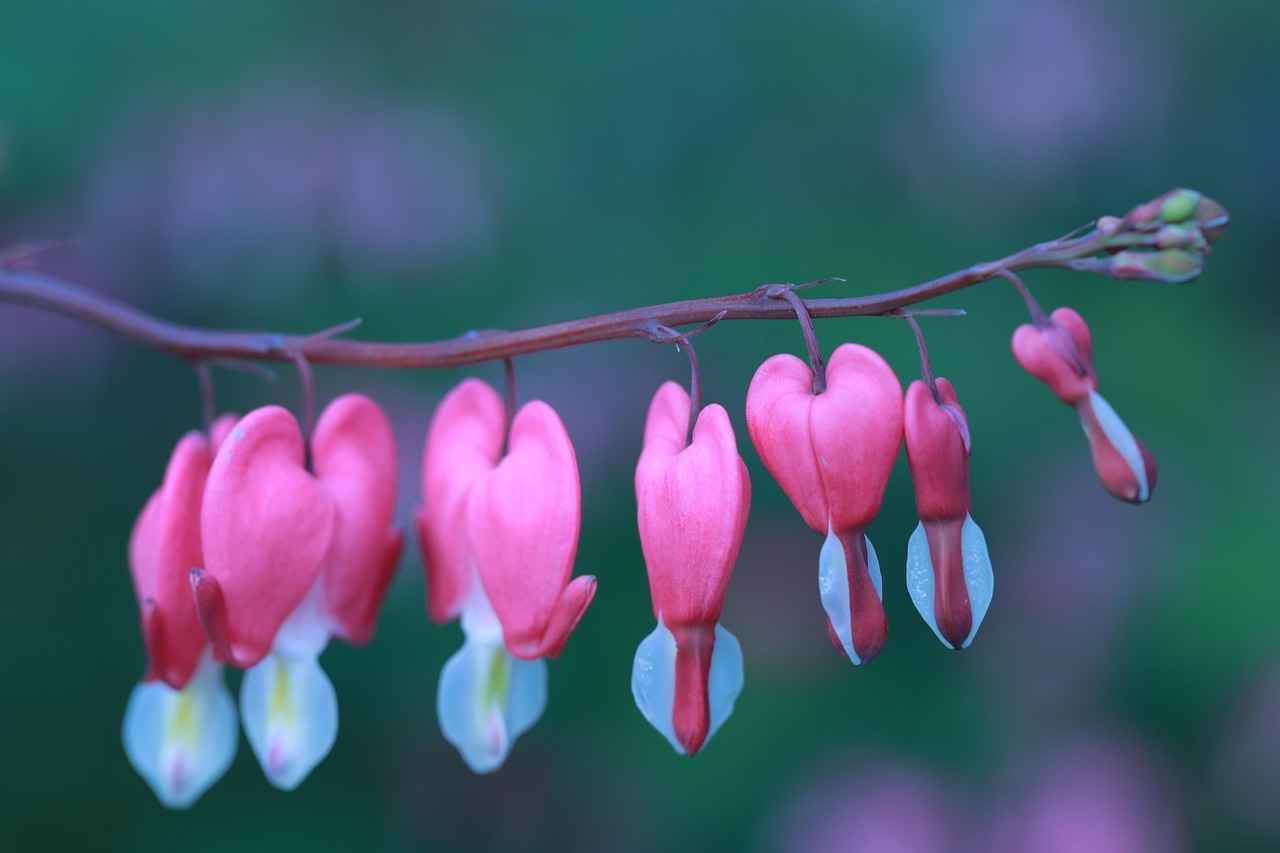 How to Bleed Coolant: A DIY Guide for Car Owners 5 Common Mistakes to Avoid When Bleeding Coolant