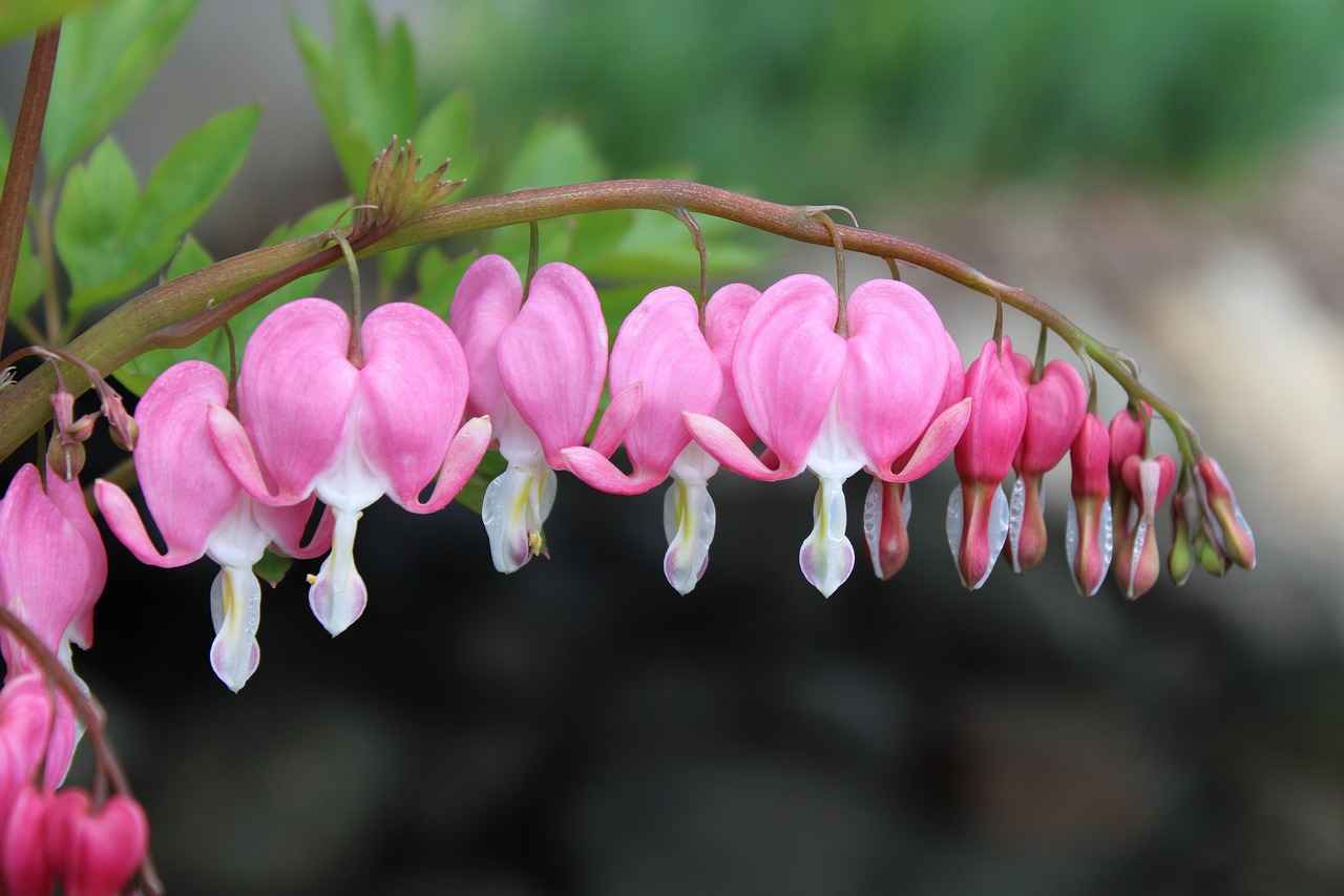 How to Bleed Coolant: A DIY Guide for Car Owners 6 When Should You Seek Professional Help for Coolant Issues?