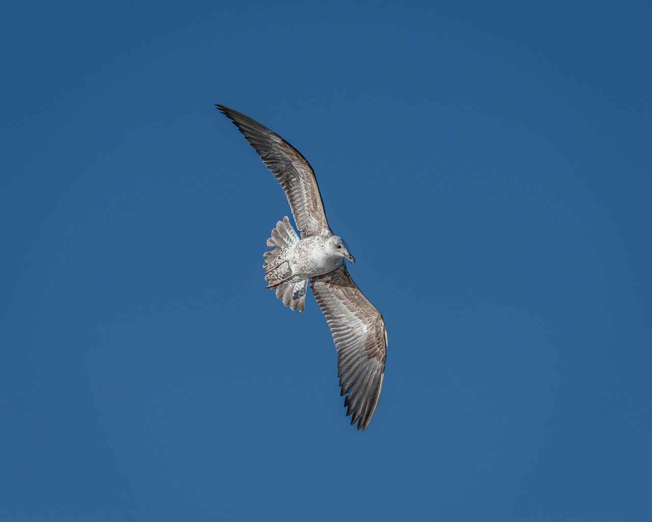 How to Build a Flying City F95? A Beginner’s Guide to Conceptualizing and Planning 5 Future of Flying Cities: What Lies Ahead?