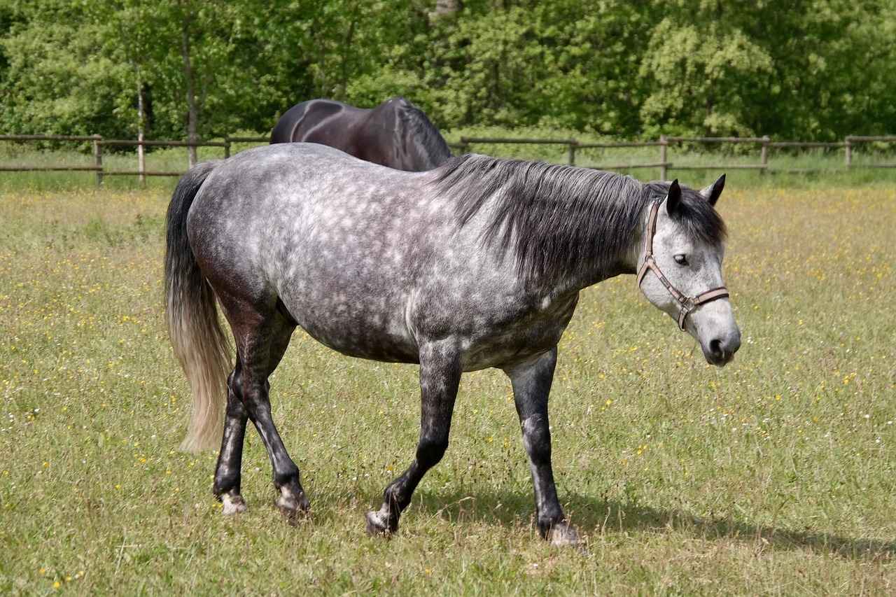 How to Clean Mold off Wood Furniture: DIY Tips and Solutions 6 When to Seek Professional Help?