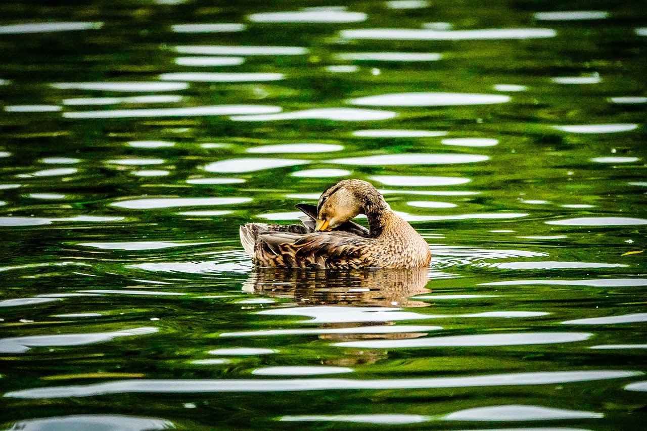 How to Drain DEF Tank 2015 Chevrolet 2500: A DIY Maintenance Guide 2 What Tools Do You Need for the Job?