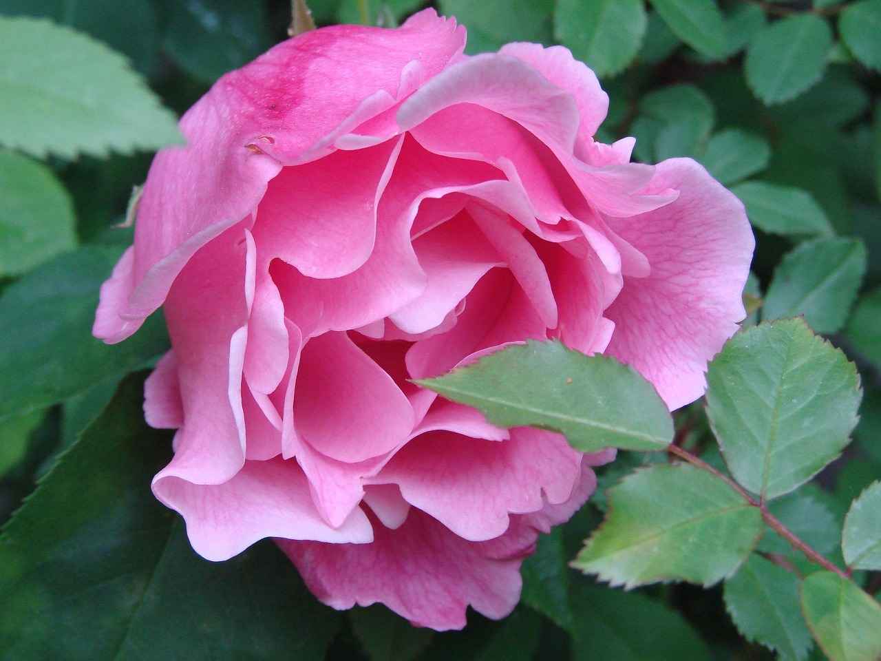 How to Open XCF Files