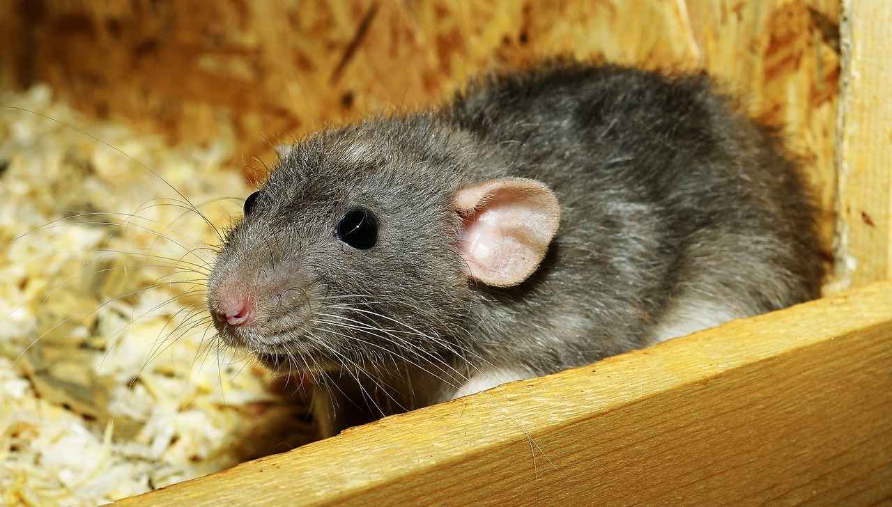 What Are the Signs of Rats in Your Walls?
