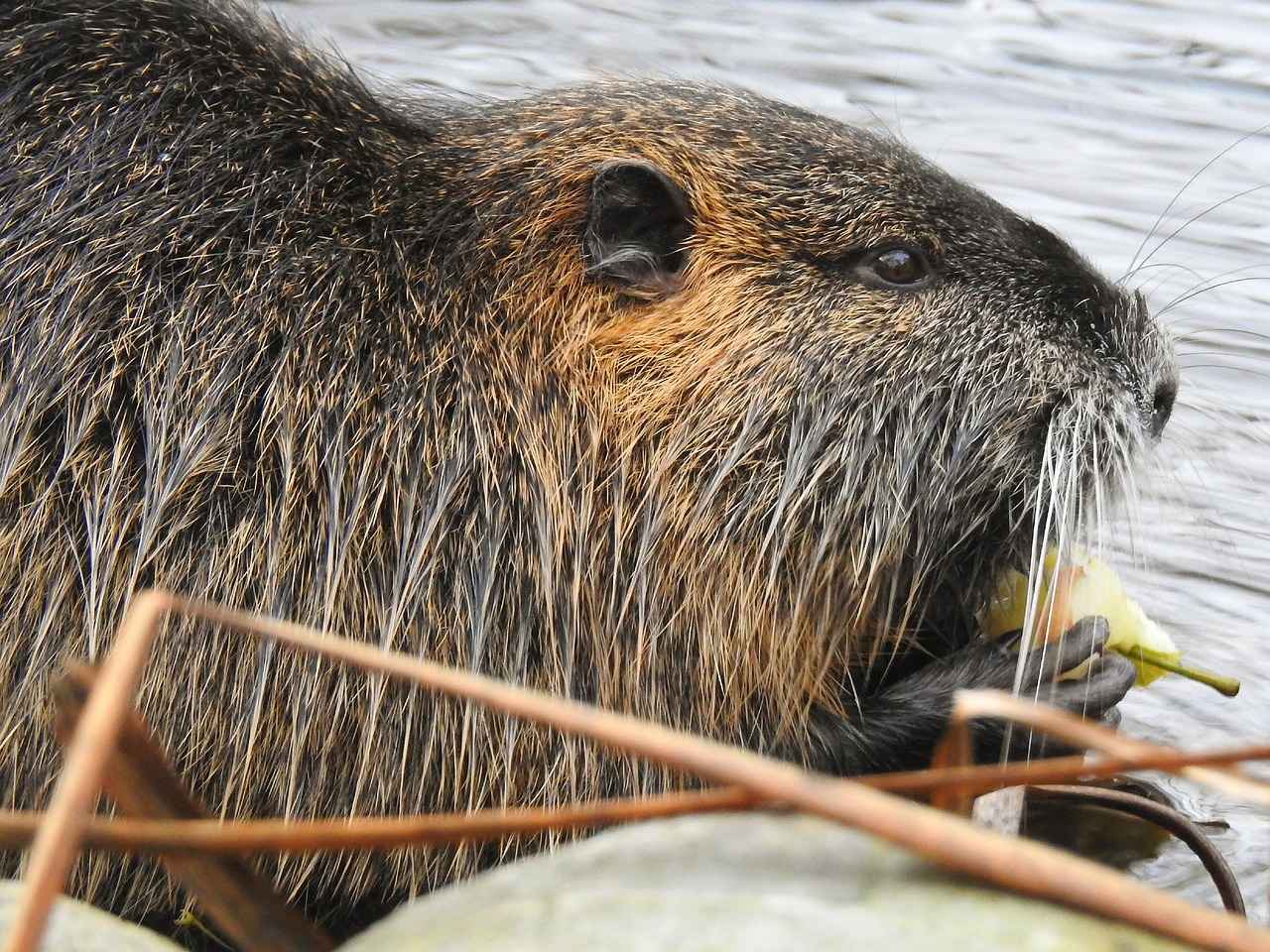 Preventing Future Rat Infestations