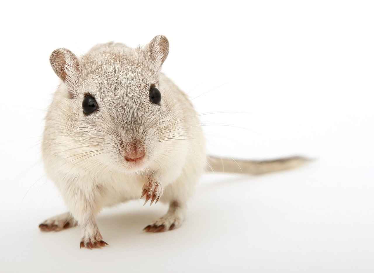 Effective Methods to Remove Rats from Walls