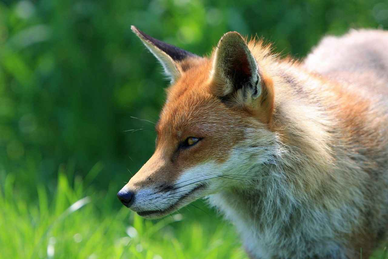 Why Are Foxes in Your Yard?