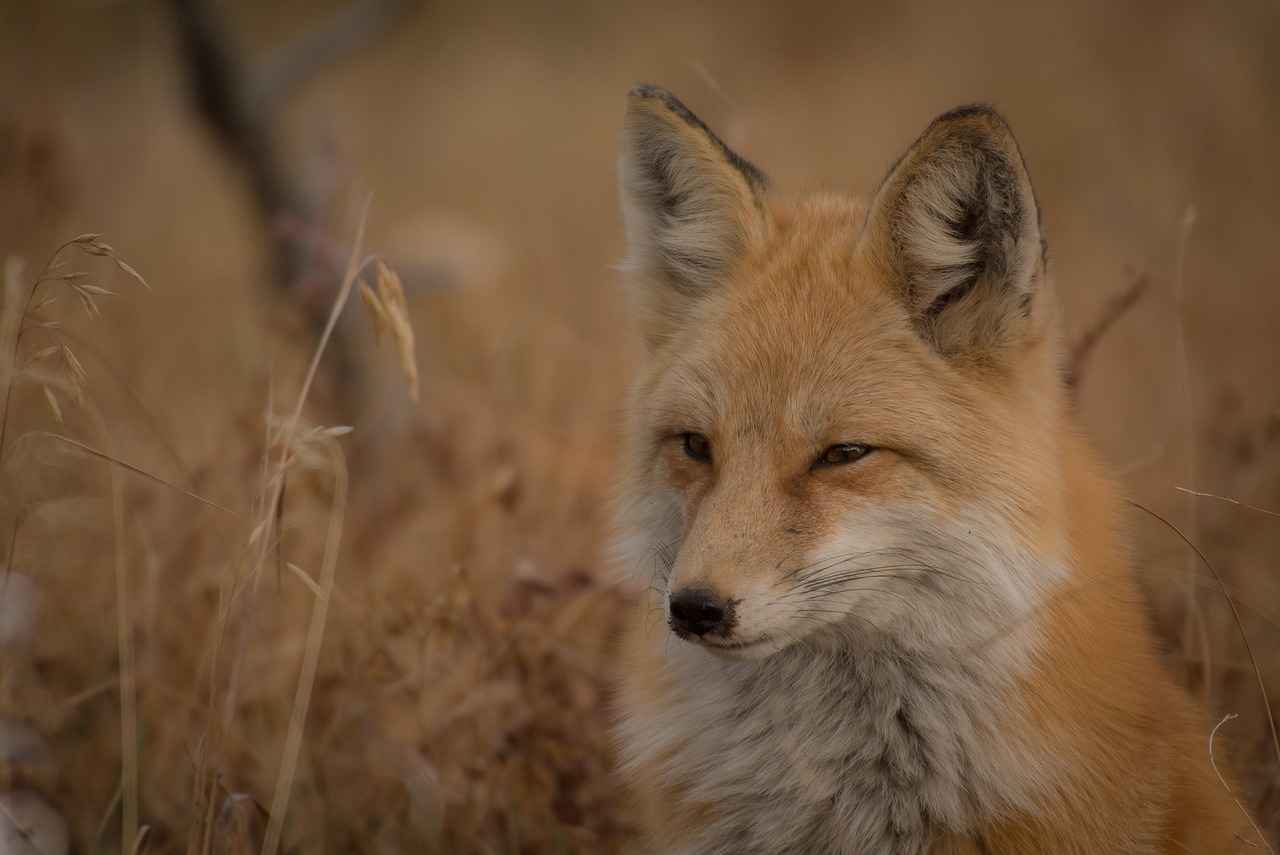 When to Call a Professional Wildlife Removal Service