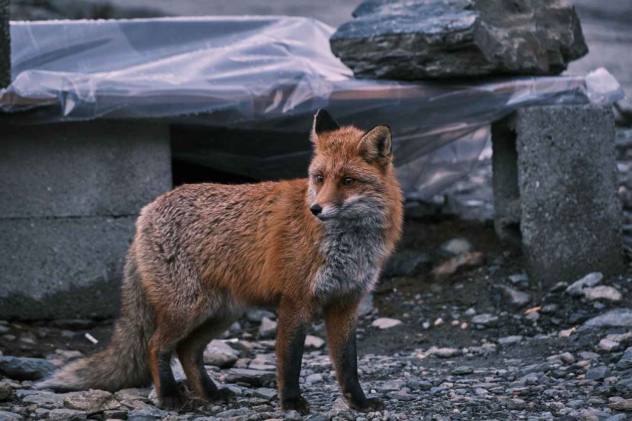 Exclusion Methods to Deter Foxes