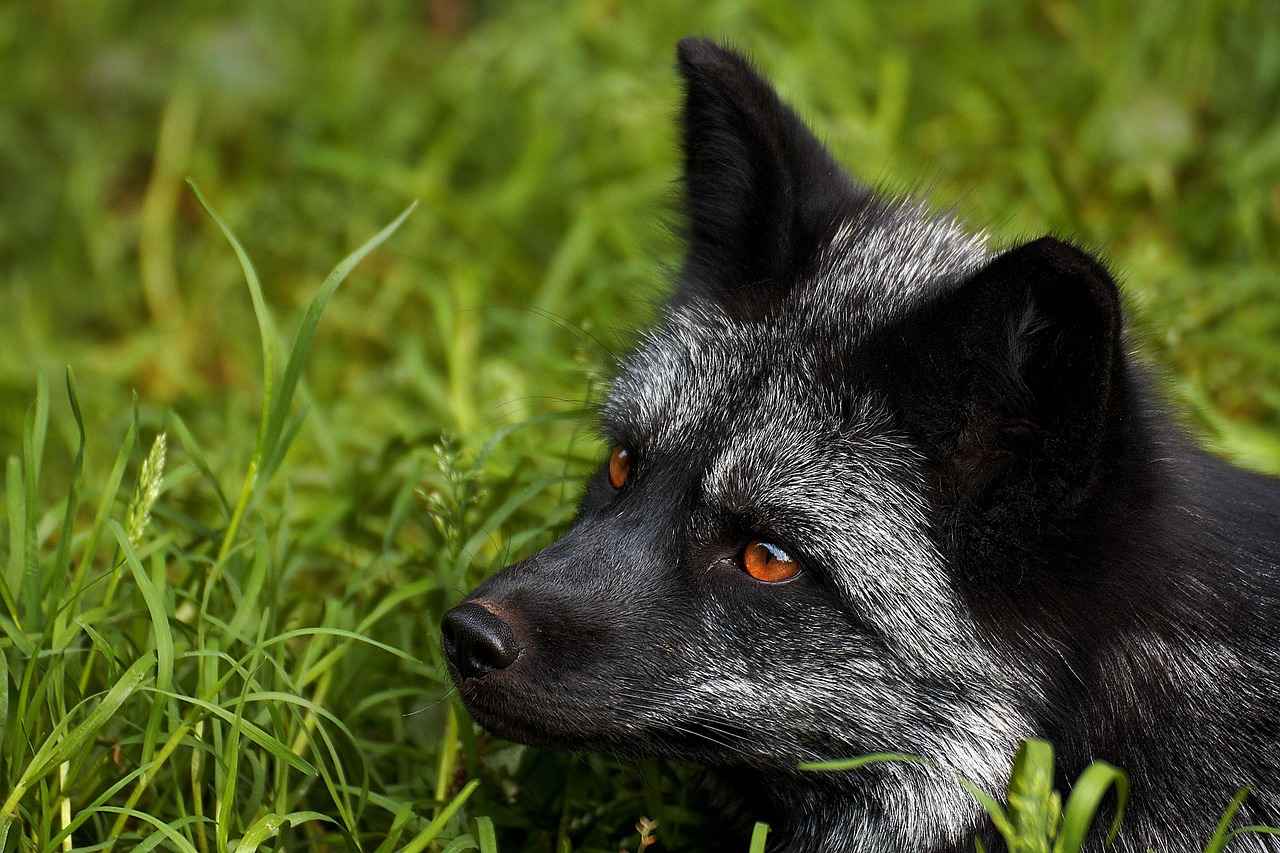 Using Repellents to Keep Foxes Away