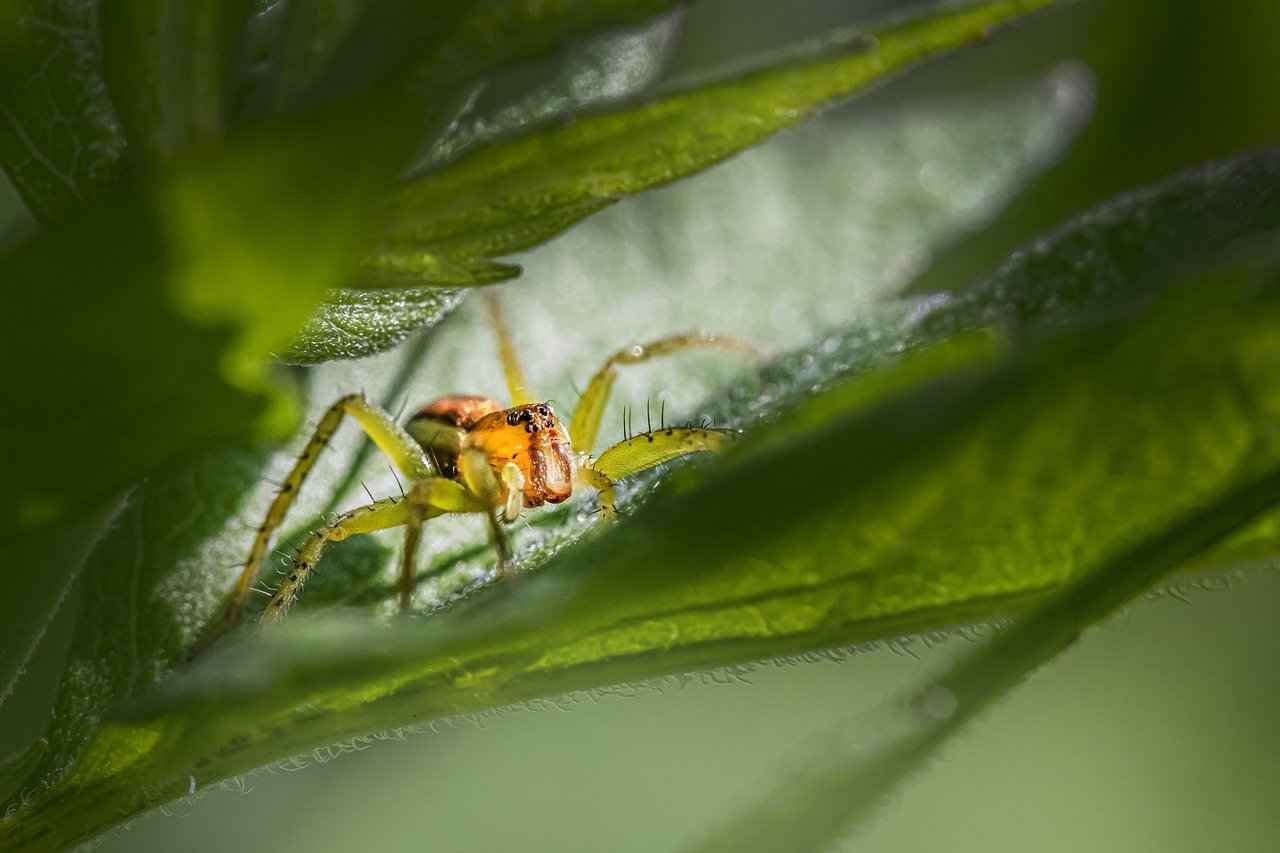What Natural Solutions Can Help Get Rid of Deer Flies?