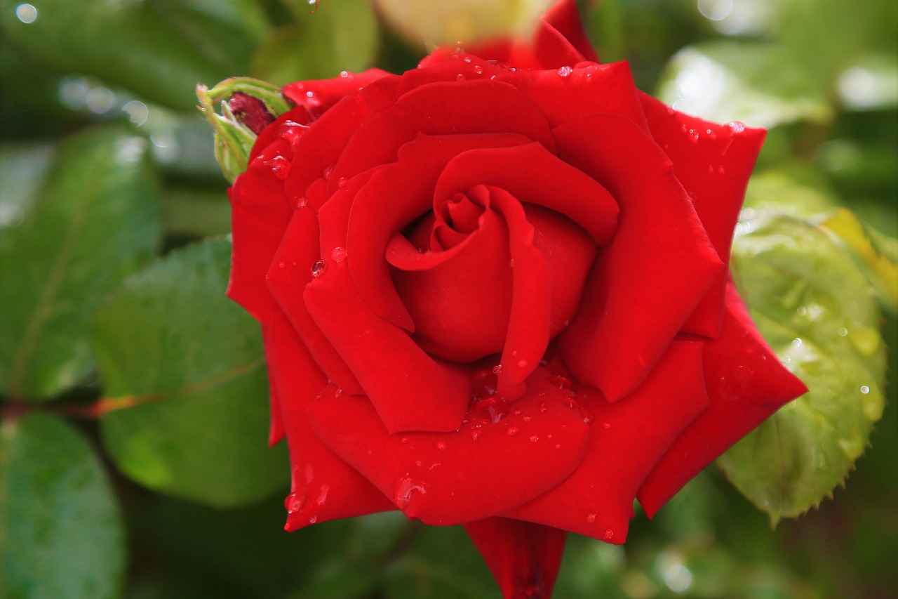 What Are the Best Home Remedies for Removing Gasoline Smell?