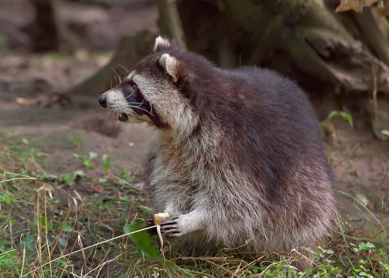 How to Get Rid of Raccoons in the Attic: Step-by-Step Guide 2 How to Identify Raccoon Infestation