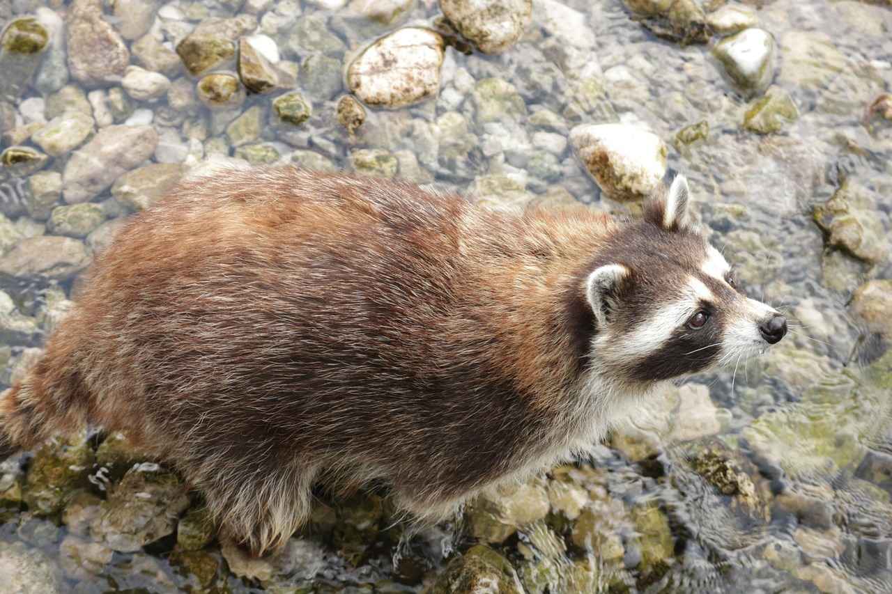 How to Get Rid of Raccoons in the Attic: Step-by-Step Guide 3 What Are the Best Methods for Raccoon Removal?