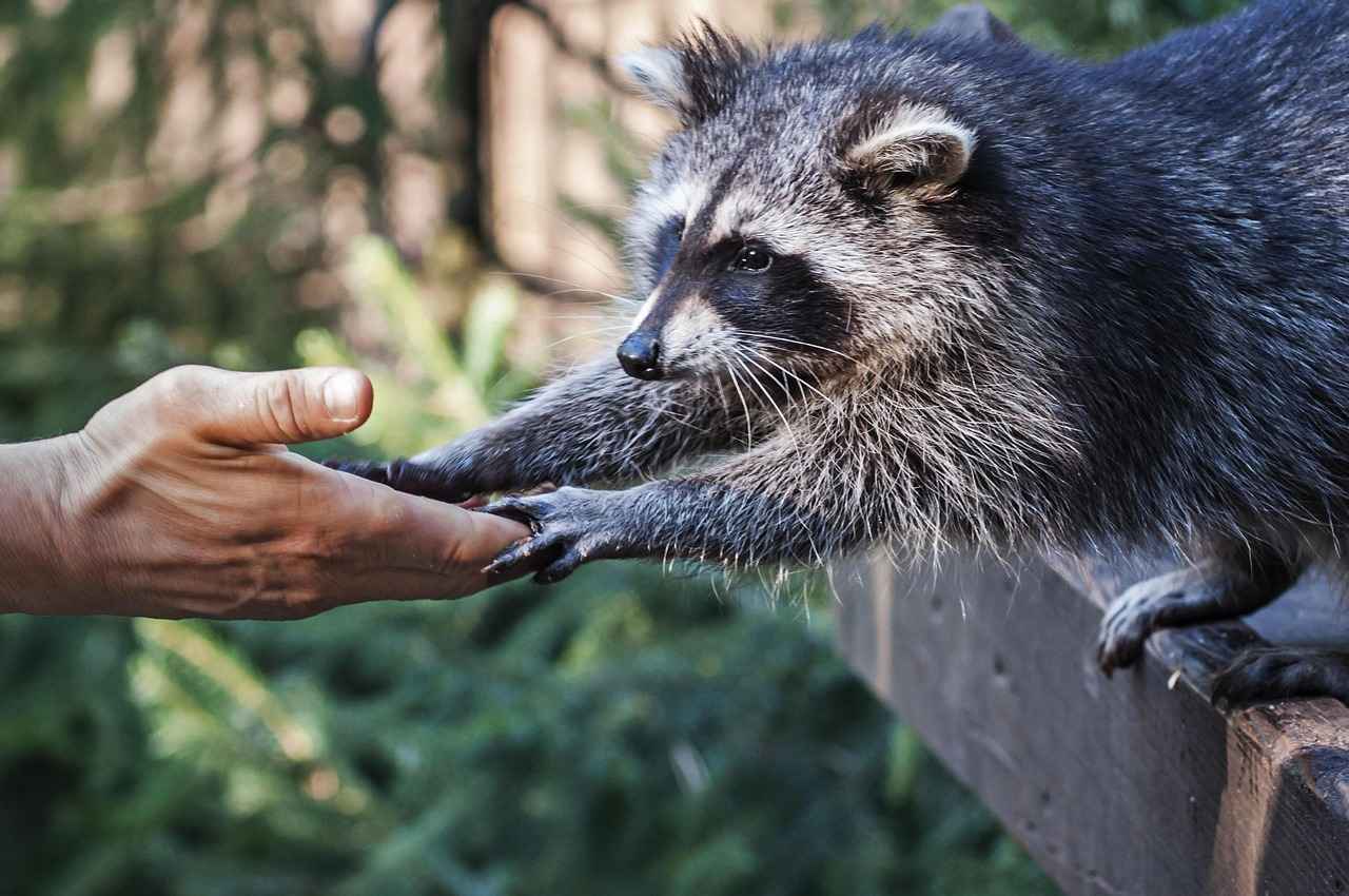 How to Get Rid of Raccoons in the Attic: Step-by-Step Guide 4 When Should You Call a Professional?