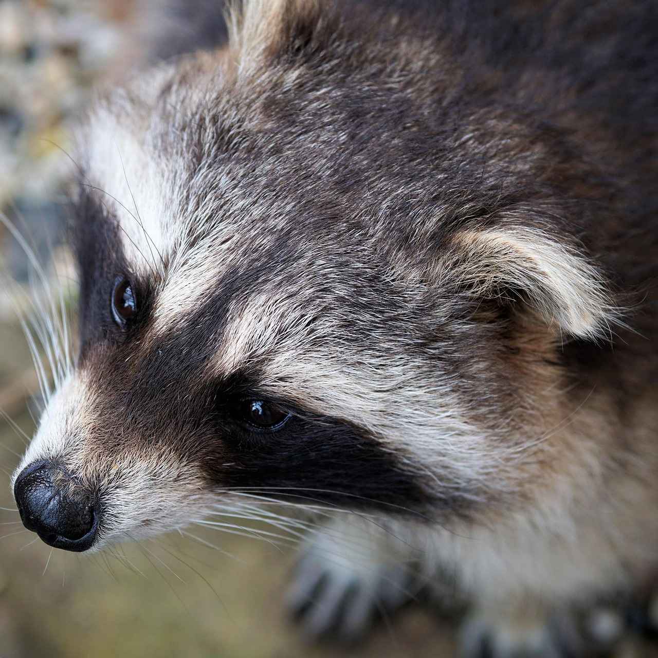 How to Get Rid of Raccoons in the Attic: Step-by-Step Guide 5 What Are the Risks of DIY Raccoon Removal?