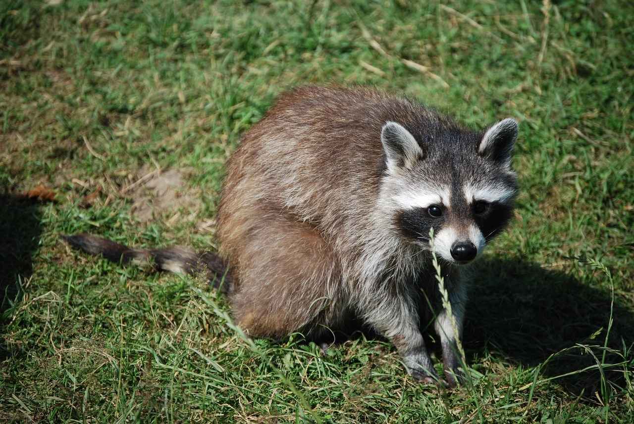 How to Get Rid of Raccoons in the Attic: Step-by-Step Guide 6 How to Repair Damage After Raccoon Removal?