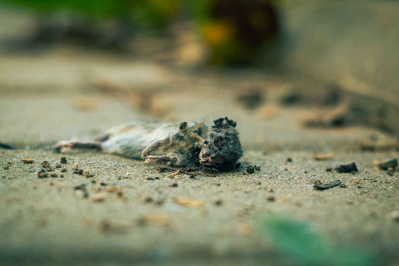 How Can You Identify a Rat Infestation?