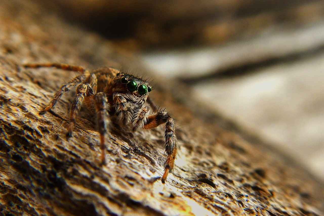 Preventing Future Spider Infestations