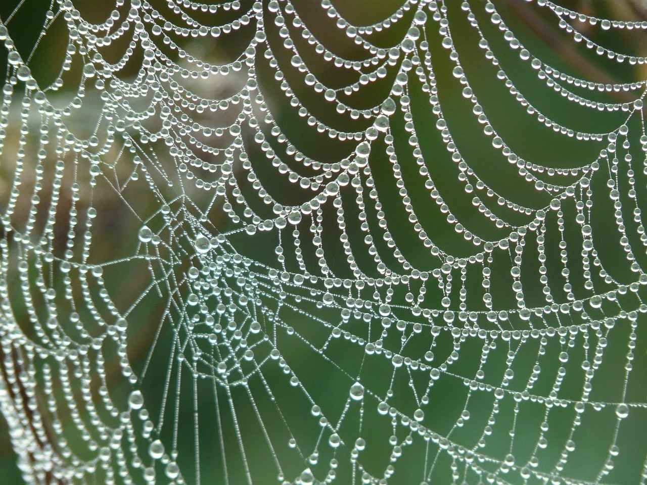 Effective Methods to Remove Spiders