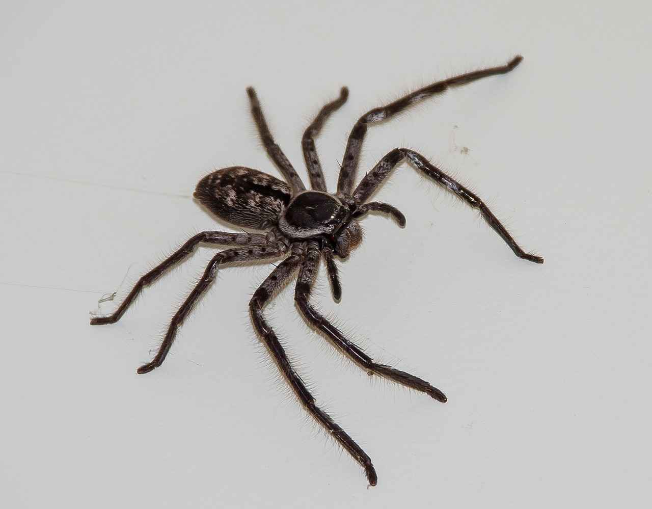 Effective DIY Spider Removal Techniques