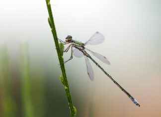 How to Gracefully Divorce a Dragon: Fictional Tips for Dragonslayers How to Gracefully Divorce a Dragon: Fictional Tips for Dragonslayers