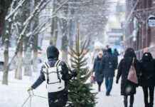 How to Grow Pawpaw from Seed: A Beginner’s Gardening Guide How to Grow Pawpaw from Seed: A Beginner’s Gardening Guide