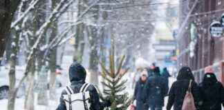 How to Grow Pawpaw from Seed: A Beginner’s Gardening Guide How to Grow Pawpaw from Seed: A Beginner’s Gardening Guide