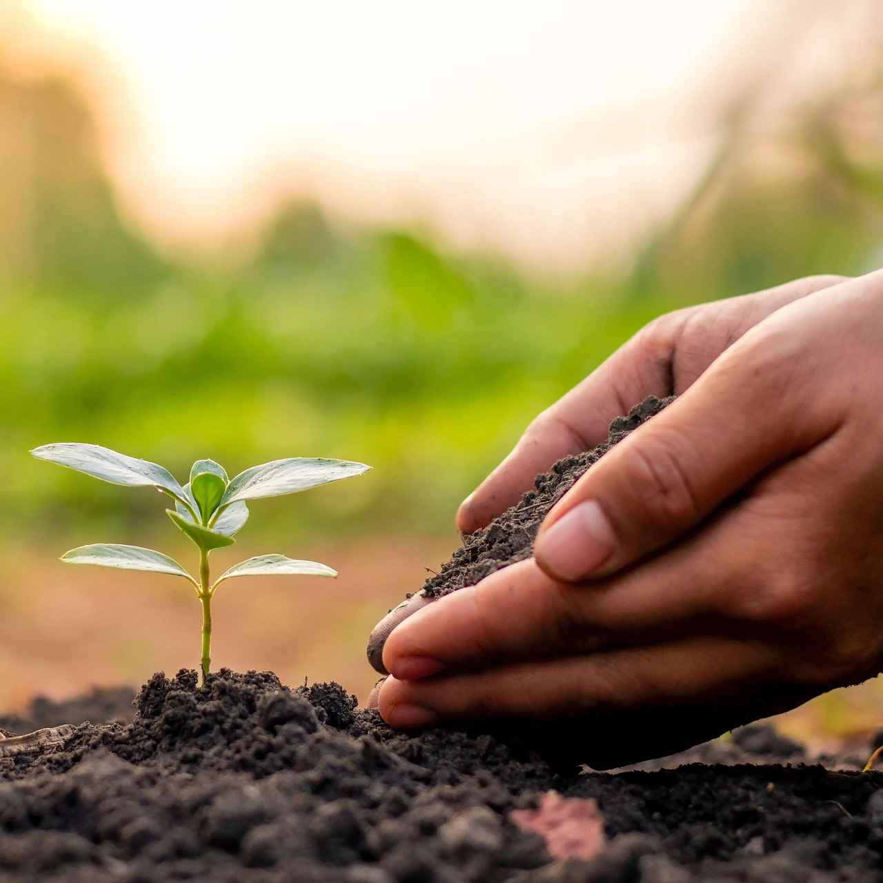 Transplanting Pawpaw Seedlings