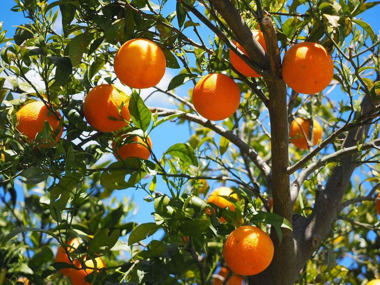 Harvesting Pawpaw Fruit
