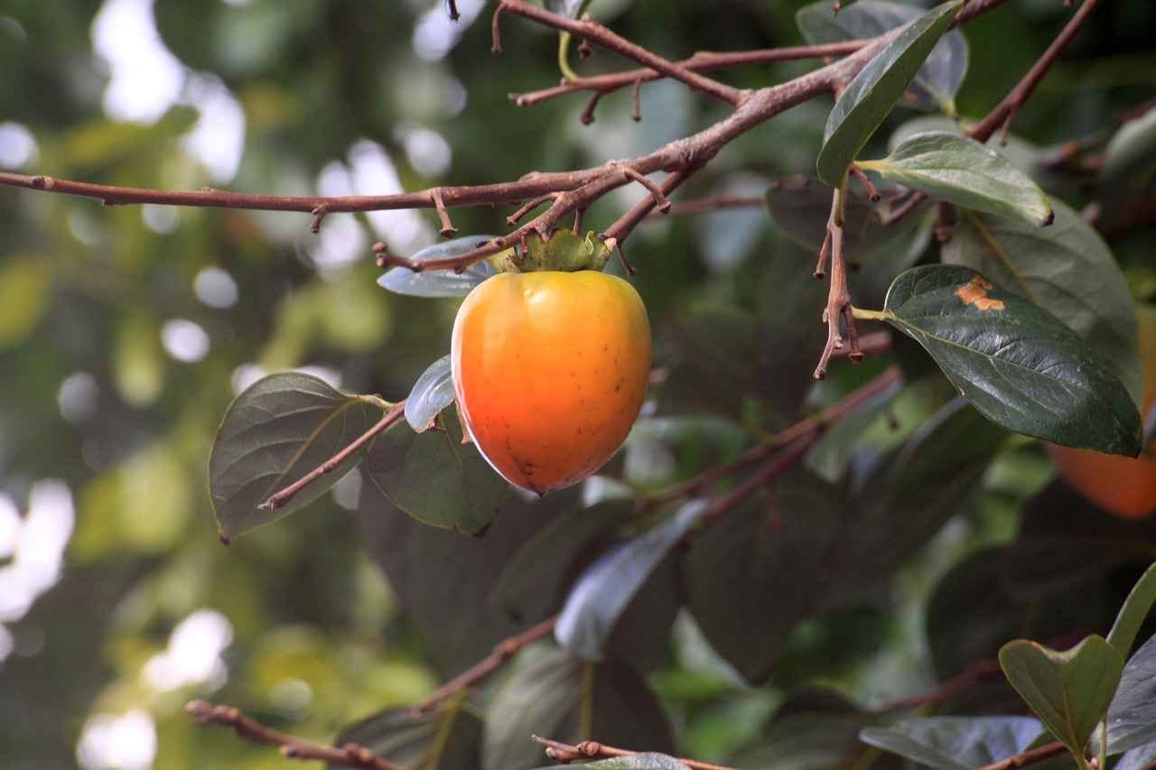 What Are the Benefits of Growing Persimmons from Seed?