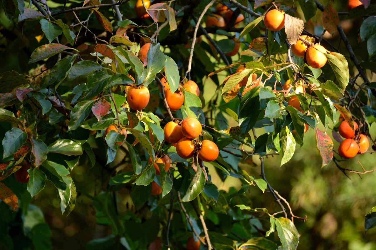 When Can You Expect Your First Persimmon Harvest?
