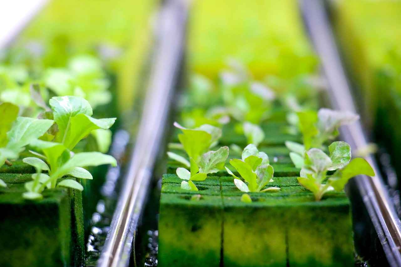 How to Maintain Your Outdoor Cannabis Plants?