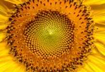 How to Identify a Female Seed: Tips for Gardening Enthusiasts How to Identify a Female Seed: Tips for Gardening Enthusiasts