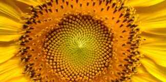 How to Identify a Female Seed: Tips for Gardening Enthusiasts How to Identify a Female Seed: Tips for Gardening Enthusiasts