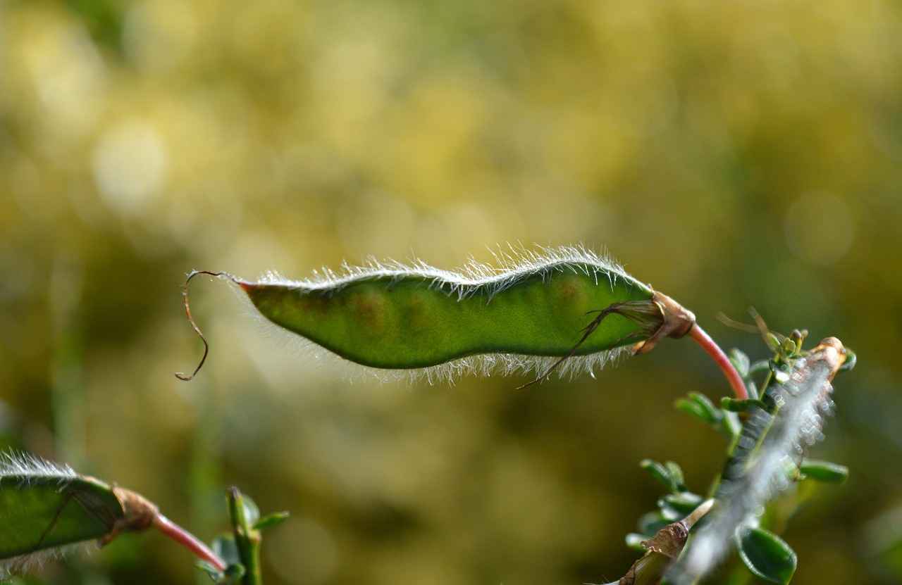 Understanding the Basics of Seed Gender