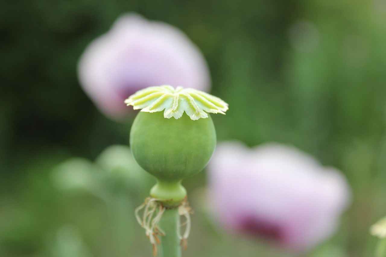 Harvesting and Storing Female Seeds