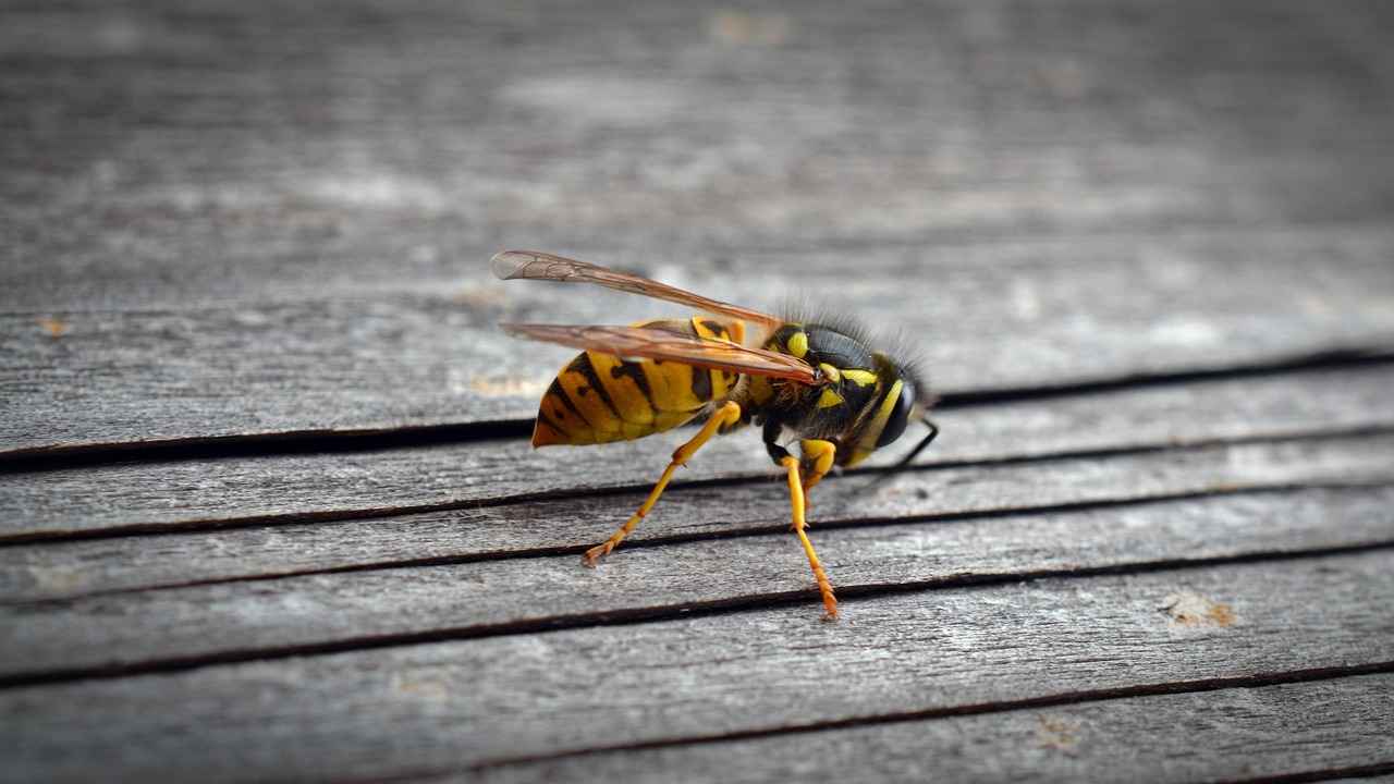 When to Call a Professional for Wasp Control