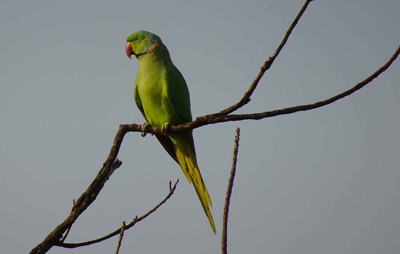 Understanding Ring Sizes