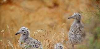 How to Lighten Your Bikini Line: Effective Methods How to Lighten Your Bikini Line: Effective Methods