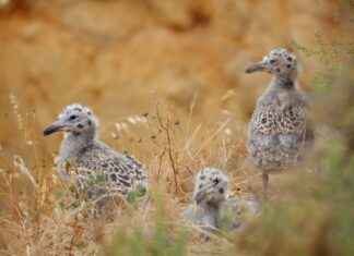 How to Lighten Your Bikini Line: Effective Methods How to Lighten Your Bikini Line: Effective Methods