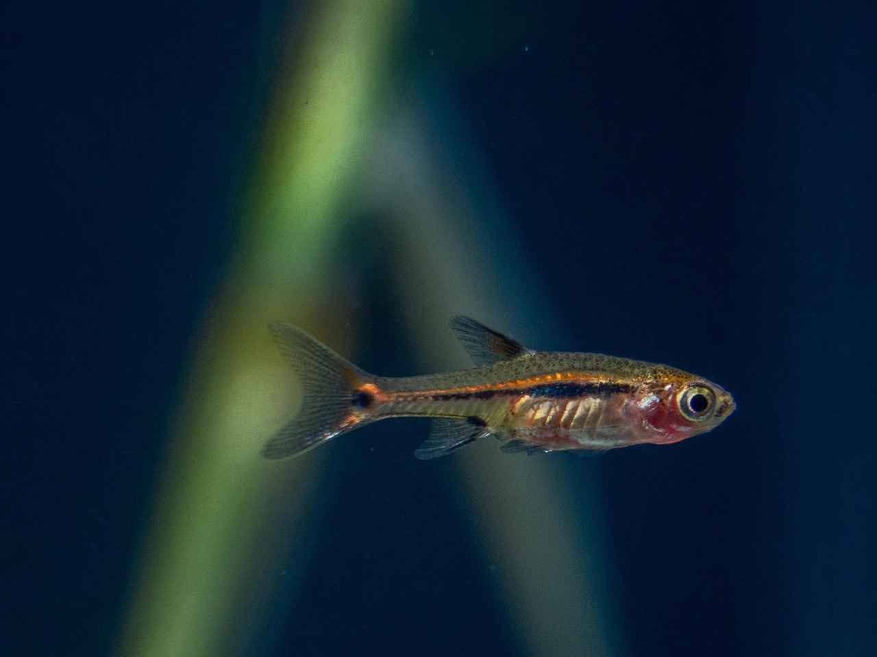 Why is Lowering GH Important for Your Aquarium?