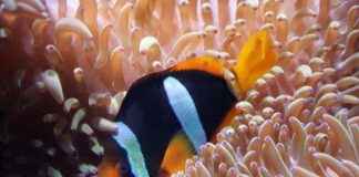 How to Lower Nitrite Levels in a Fish Tank: Best Practices How to Lower Nitrite Levels in a Fish Tank: Best Practices